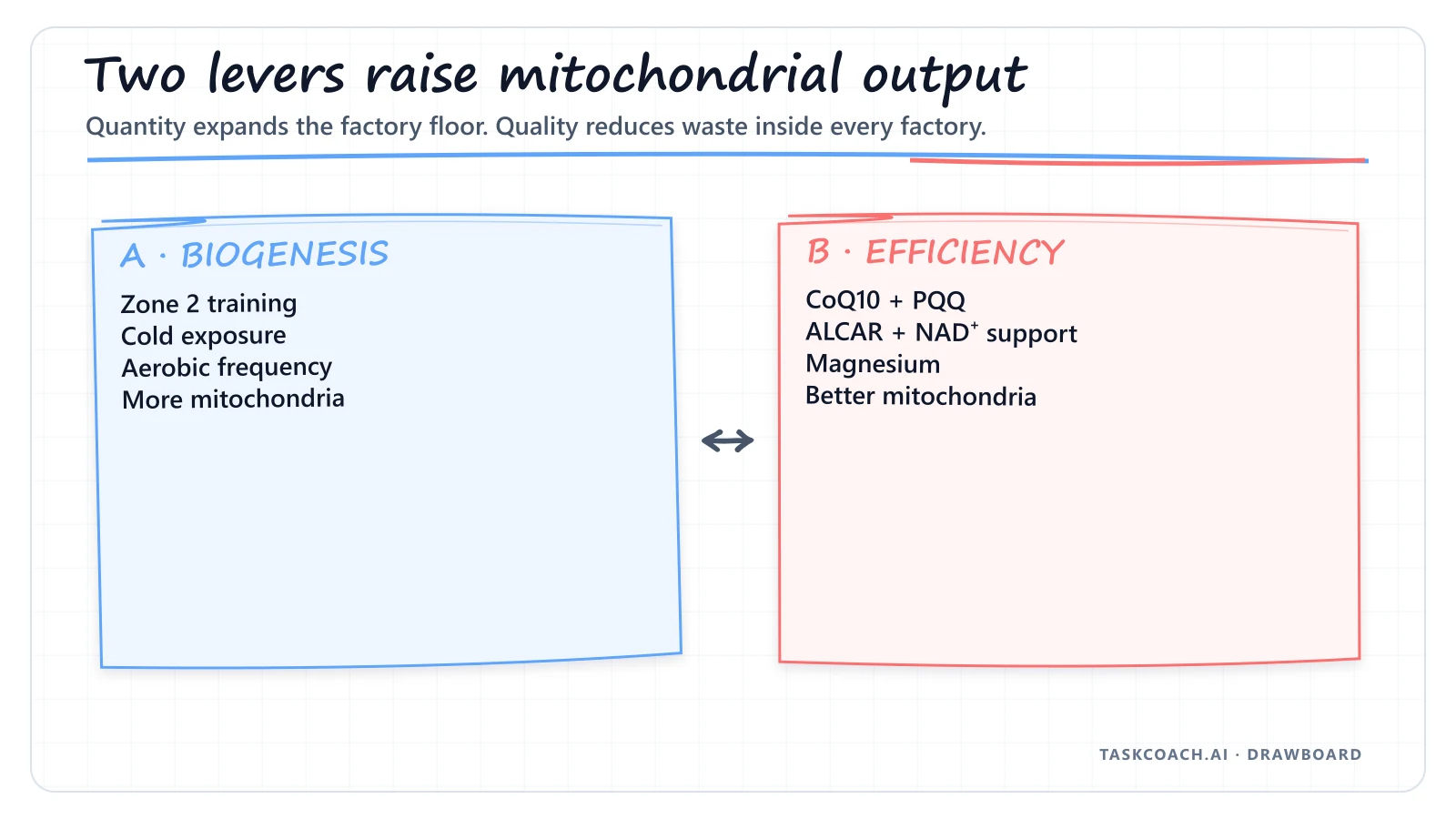 Drawboard showing that mitochondrial capacity improves through more factories and better factory efficiency.