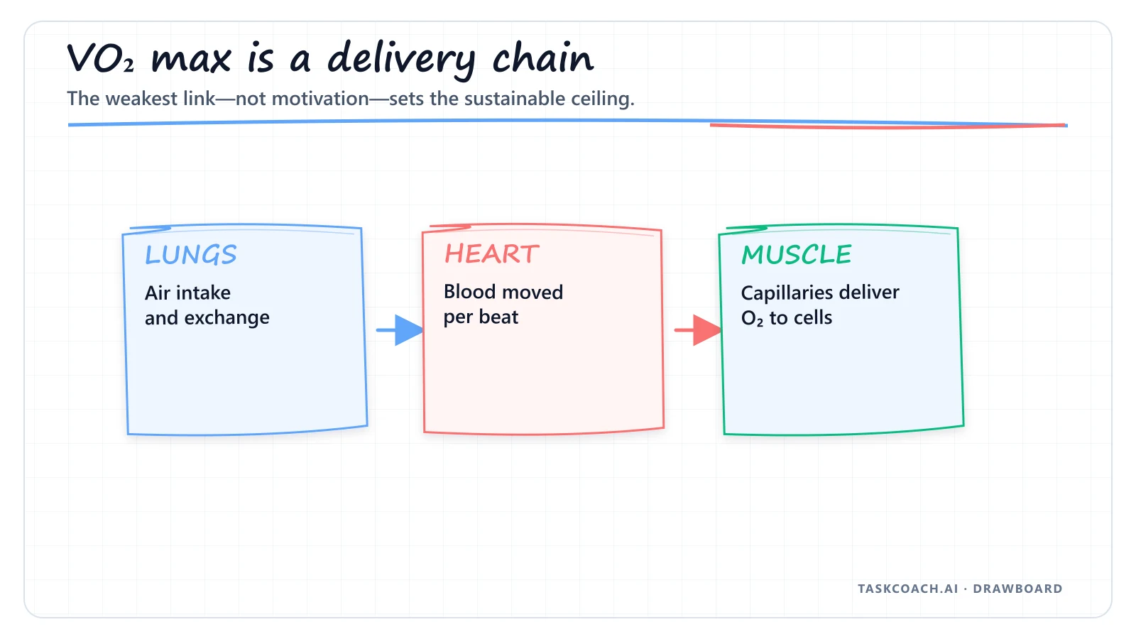 Drawboard showing oxygen moving from lungs to heart to working muscle.