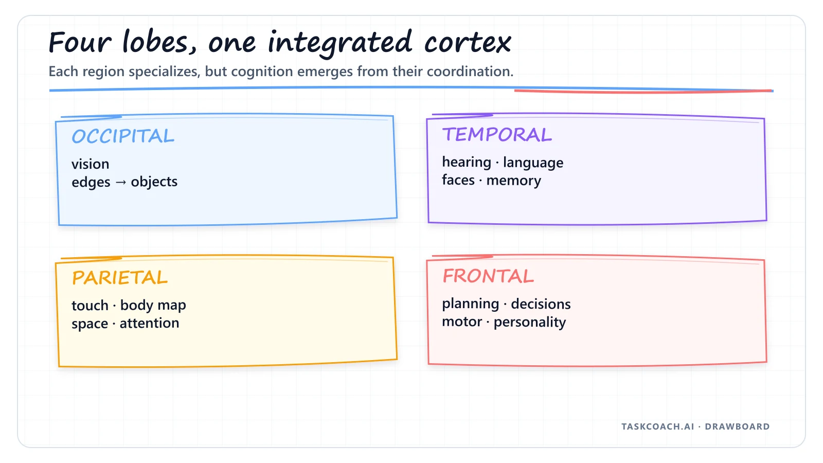 Drawboard showing the four cortical lobes and their main functions.