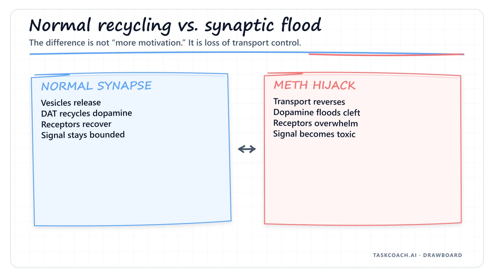 Drawboard comparing normal dopamine recycling with the methamphetamine-driven synaptic flood.