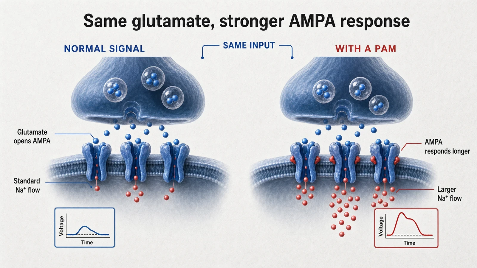 Synapse illustration comparing normal AMPA signaling with a stronger response to the same glutamate input.