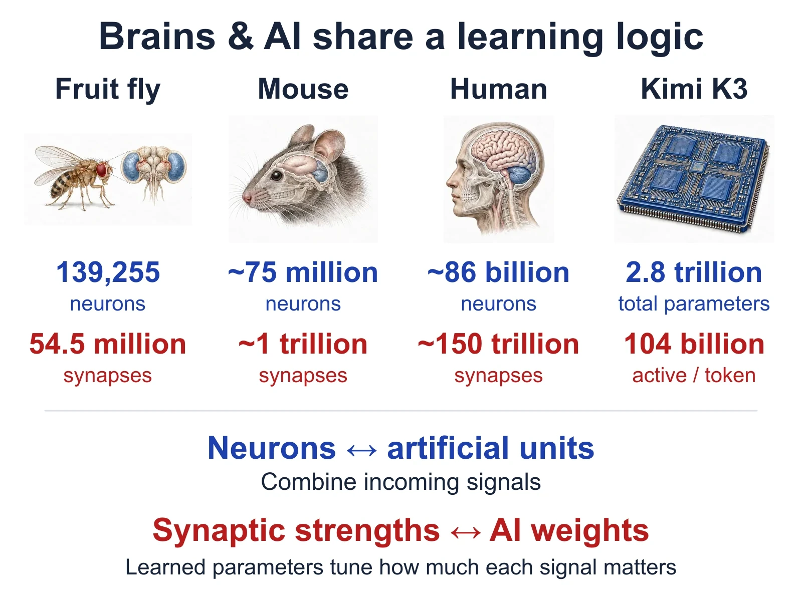 Fruit fly: 139,255 neurons and 54.5 million synapses. Mouse: about 75 million neurons and 1 trillion synapses. Human: about 86 billion neurons and 150 trillion synapses. Kimi K3: 2.8 trillion total parameters and 104 billion active per token. Neurons and artificial units process signals; synaptic strengths and AI weights control their influence.