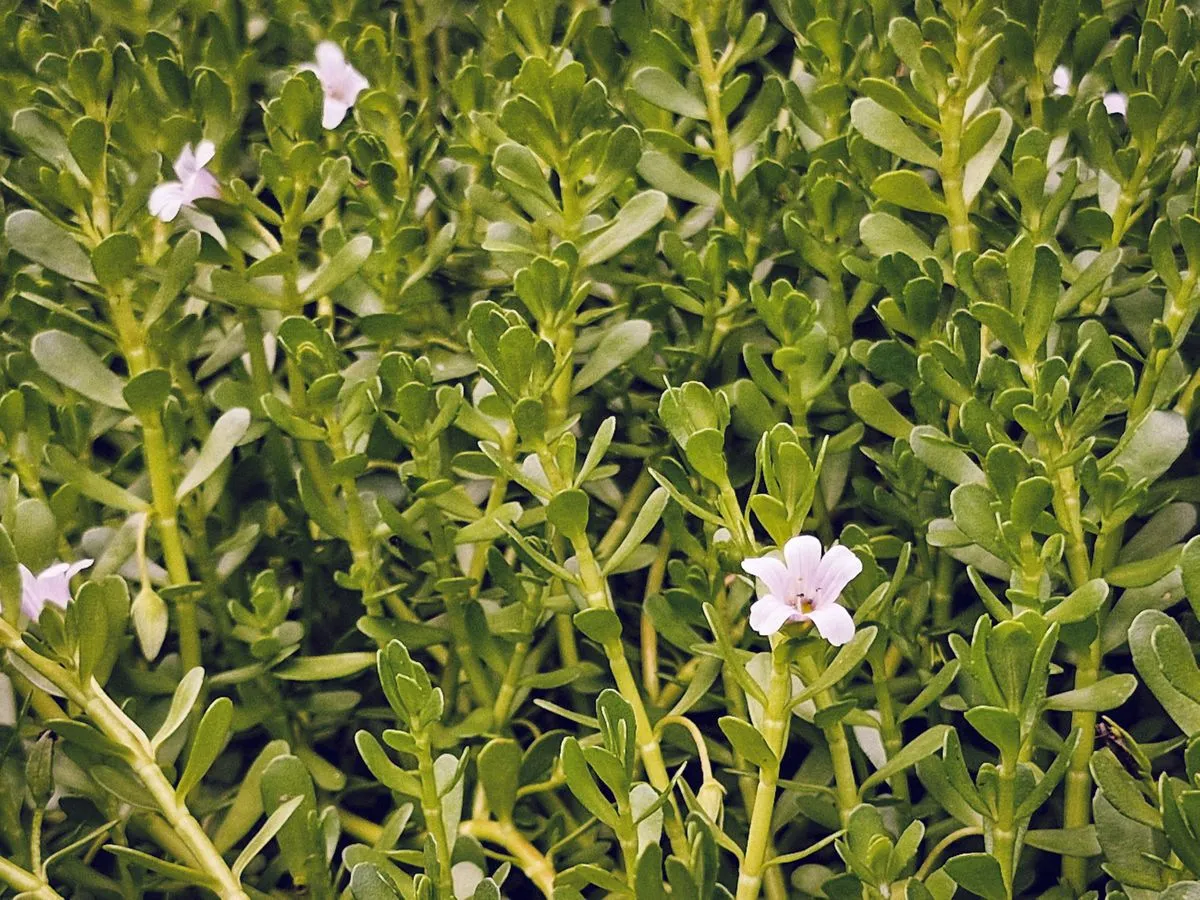 Bacopa monnieri in flower, the Ayurvedic working-memory herb (effects visible at the 8-12 week mark).