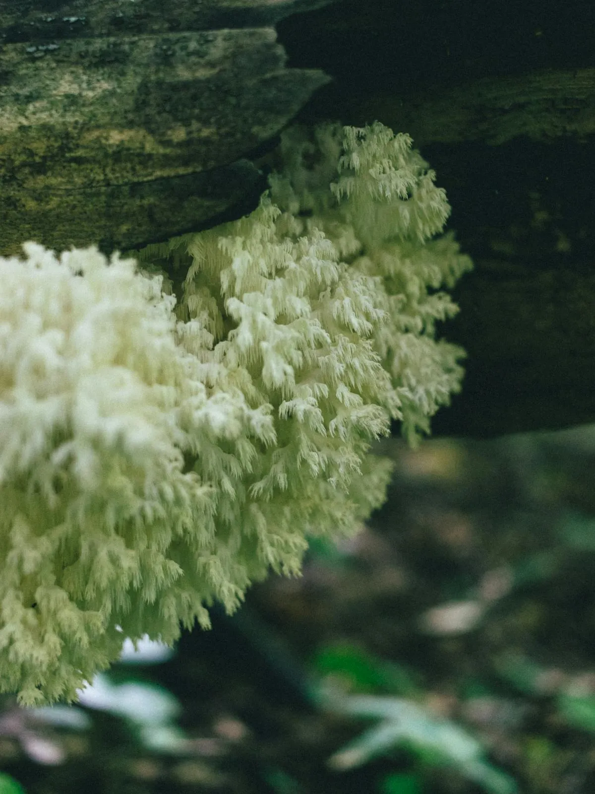 Lion's Mane mushroom (Hericium erinaceus), the NGF-stimulating compound with measurable cognitive effects at 8-12 weeks.