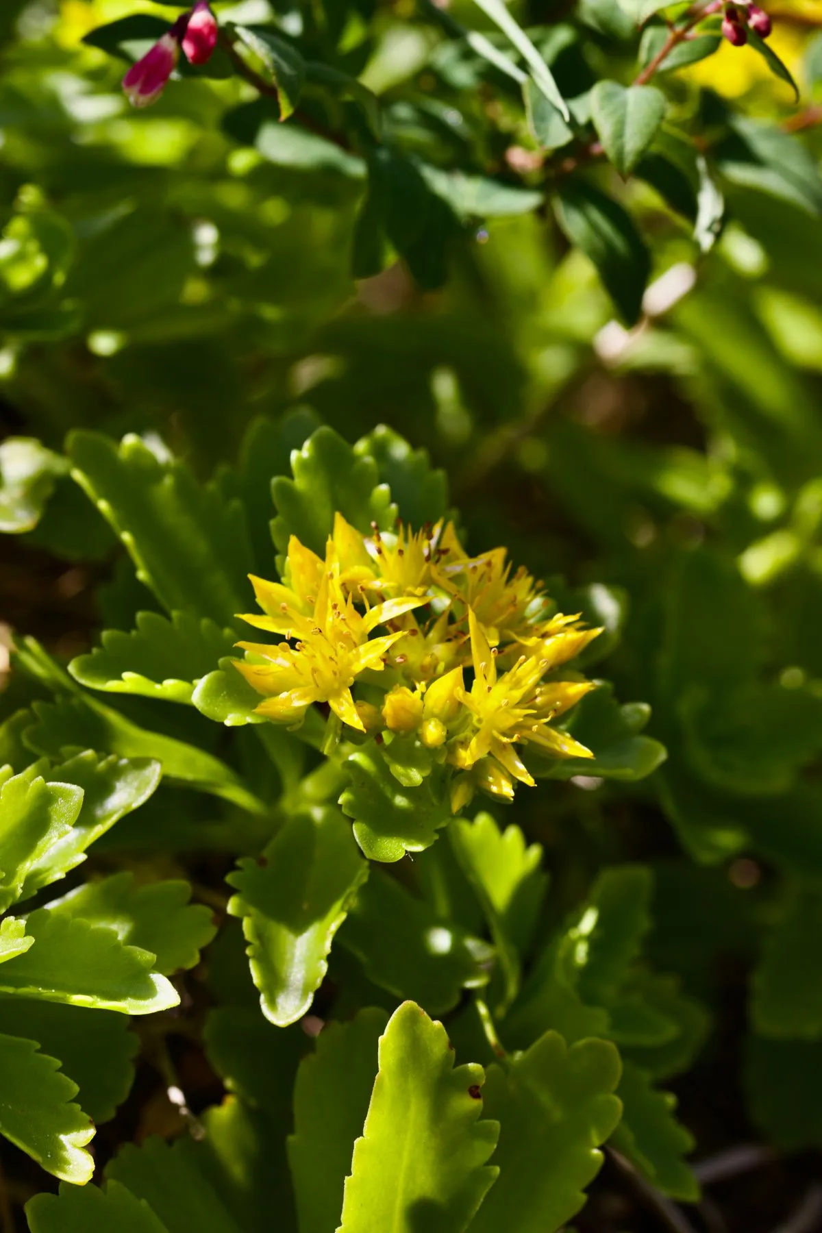 Rhodiola rosea in bloom, the Arctic golden-root with salidroside and rosavin as its active compounds.
