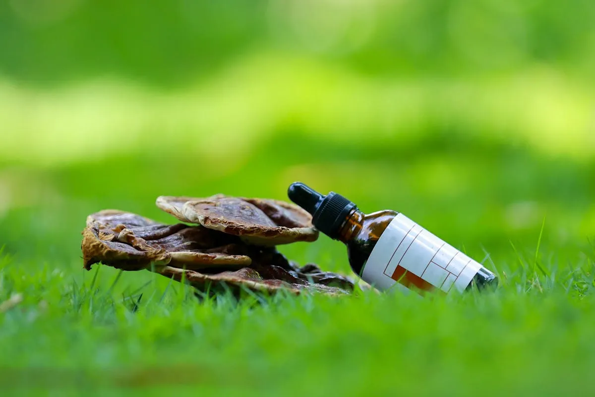 Reishi mushroom (Ganoderma lucidum) with tincture, the slow-acting adaptogen with 8-12 week effect curves.