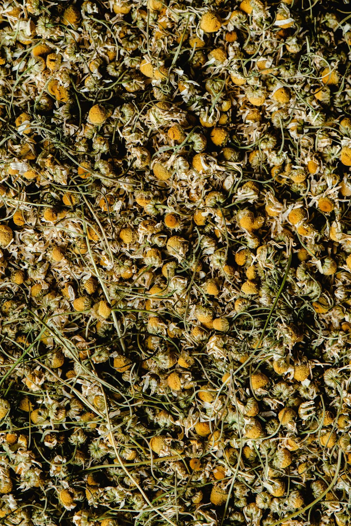 Chamomile flowers, the primary natural source of apigenin (though the standardized extract is more reliable than tea).
