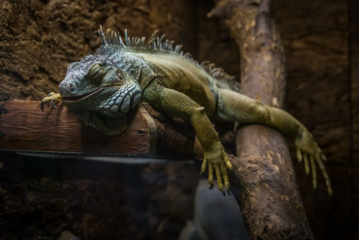 A lizard's behavior is reactive, stereotyped, and almost entirely run by the brainstem and basal ganglia. The same structures sit at the base of your skull, doing the same work.
