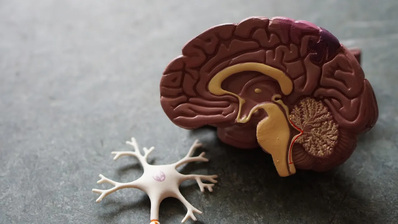 The receptors are real. They are downregulated. They can be restored. The protocol is mechanical.
