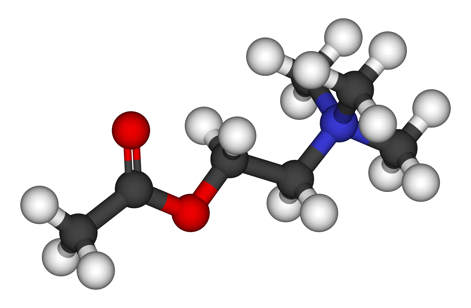 Acetylcholine carries the focus and learning signal. Anticholinergic side effects (the Benadryl brain fog) make the role obvious.