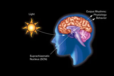 The circadian system. Light hits specialized retinal cells, signals the suprachiasmatic nucleus, which sets the daily release pattern of cortisol, melatonin, growth hormone, testosterone. Skip the morning sunlight anchor and every downstream release runs out of phase. (Image: NIGMS, public domain, via Wikimedia Commons)