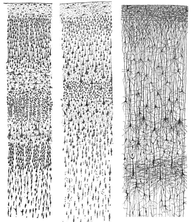 Cajal's hand drawings of cortical columns, from the original 1900-era histology that founded modern neuroscience. Each tiny mark is a neuron; the columns are the distributed memory substrate. Nothing is "saved" in any one cell. The information lives in the pattern of connection strengths across the whole structure, exactly the situation in a trained neural network. (Image: Santiago Ramón y Cajal, public domain, via Wikimedia Commons)