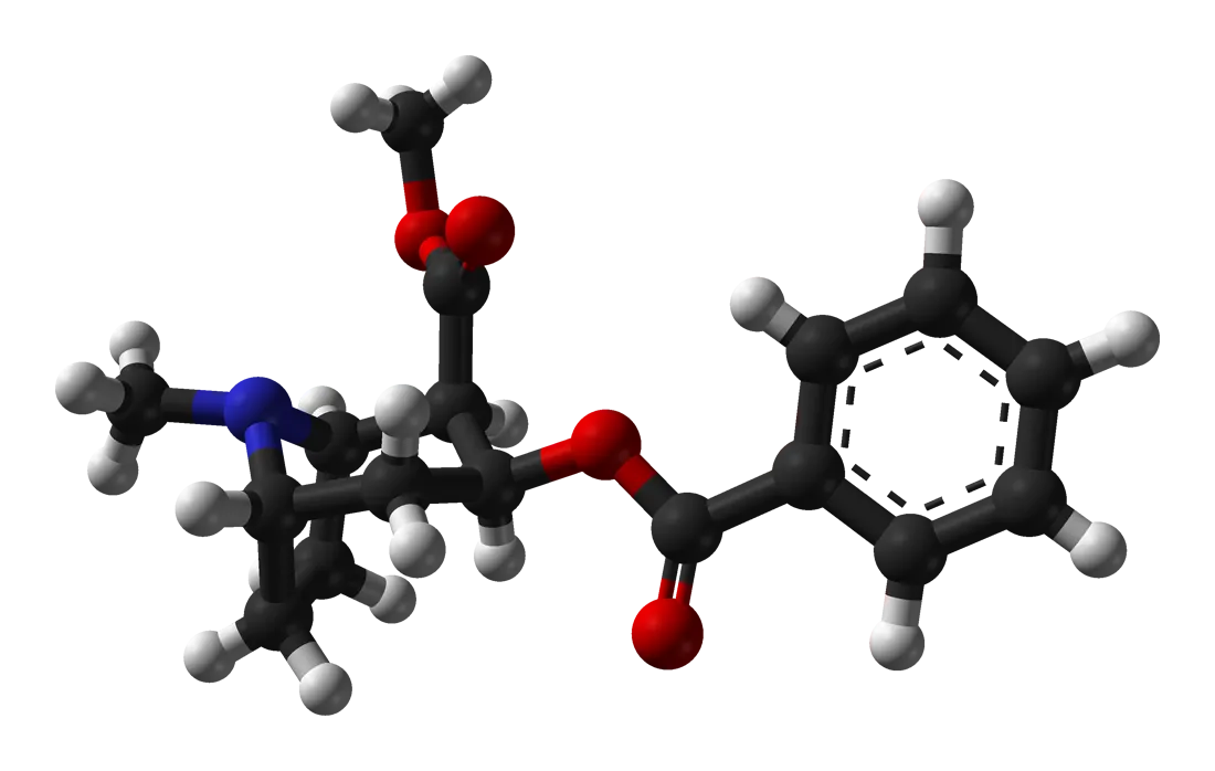Cocaine, in 3D. The molecule that jams the dopamine recycling pump shut, causing every release to pile up in the synapse. (Image: Ben Mills, public domain, via Wikimedia Commons)