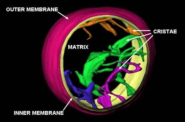 A single mitochondrion in 3D: outer membrane (pink), folded inner membrane (cristae, in green and purple), matrix (yellow). The entire ATP-minting machinery sits across that inner membrane. More mitochondria + healthier cristae = more ATP throughput, period. (Image: Louisa Howard, public domain, via Wikimedia Commons)